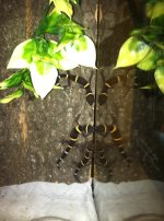cave geckos.jpg