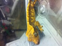 Gecko1.jpg