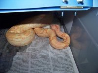 coral albino's 046.jpg