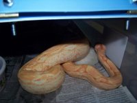 coral albino's 047.jpg