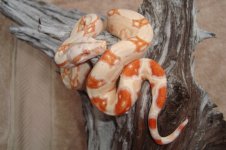 coral male II.jpg