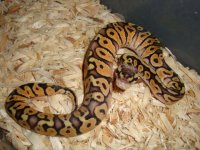 picsfor1-9-2011 008.JPG
