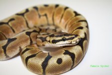 Snake Babies 004.jpg