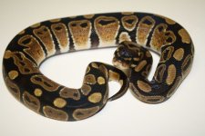 Snake Babies 037.jpg