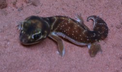 knobtail.jpg