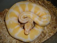 albino and bee het ax 005 (2).JPG