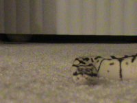 DSC00018.JPG