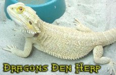 dragonsnow.jpg