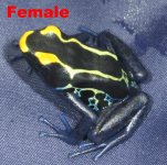cobalt female 1.2.jpg