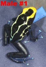 cobalt male 1.2.jpg