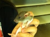 rats 2.jpg
