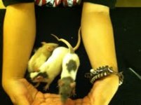 rats 1.jpg
