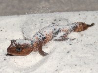 wheeleri_digging.jpg