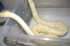 albino2.jpg