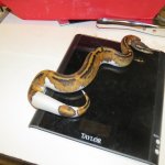 snakes rock 003.jpg