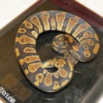 snakes rock 006.jpg