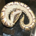 snakes rock 008.jpg
