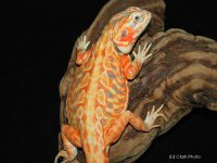 ! A 2-11 12  fe Silk. 003_edited-1.jpg