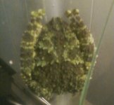 Mossy 2.jpg