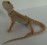 3FISU1-PFemale-B.JPG