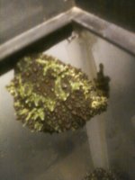 Mossy 1.jpg
