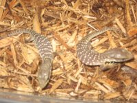 hatch Savanna Monitor.JPG