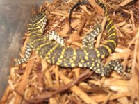 hatch Nile monitor1.JPG