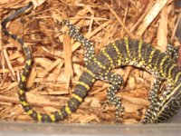 hatch Nile Monitor 2.JPG
