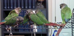 greencheek babies.jpg