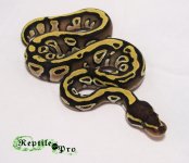 mojave 2012 4 pic 1.jpg