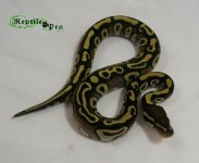 mojave clutch 012 w logo.jpg
