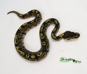 normal mojave clutch 1 2012 logo.jpg