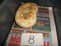 snake sellout 018.jpg