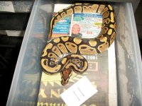 snake sellout 024.jpg