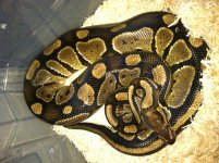 yellowbelly.jpg