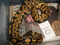 snake sellout 023.jpg