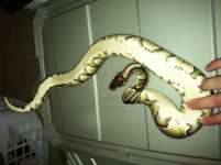 yellowbelly2.jpg