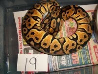 snake sellout 043.jpg