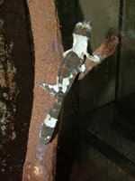 Animals pics 013.jpg
