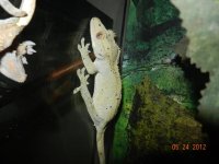 CRESTED GECKO BLING.jpg