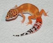 anaevcef211f7-28.jpg