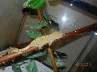 CRESTED GECKO CRAZY EYES.jpg