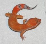 mouescf910f411m1-31.jpg