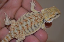 DSC_6515.jpg