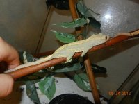 CRESTED GECKO BEAN.jpg