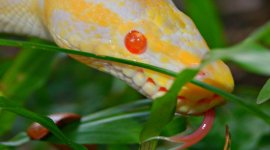 snaketongue.jpg