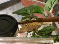 CRESTED GECKO STRANGE.jpg