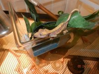 CRESTED GECKO MIDGET.jpg