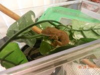 CRESTED GECKO HERSHEYS.jpg