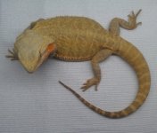 IMAG2646-1.jpg
